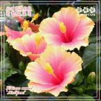 ハイビスカス　ミセスユミ　一重咲き　5号鉢 開花鉢 鉢植え レア品種  ピンク〜黄　美しいグラデーション