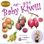果樹苗 ベビーキウイ ４種 Baby Kiwi サルナシ3号 3 5号ポット苗 かわいい ミニキウイ 育て方つき ウィルマート