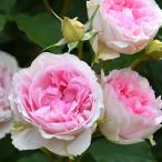  роза большой рассада four season zrosaolientisFour Seasons 4 сезон .. средний колесо роза роза rose 