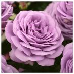  роза большой рассада kai n двойной -Kinda Blue 6 номер pot глициния цвет mauve 4 сезон ..ro Z ..HT средний большой колесо korutes столица . роза садоводство 