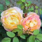  роза большой рассада orange лицо Orange Face orange розовый 4 сезон .. средний колесо cup ... rose .... Омори растения 