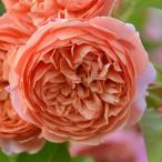  роза большой рассада Silkroad Silk Road orange маленький средний колесо ro Z .. выдерживающий болезнь .rosaolientis Progres sioRosaOrientis
