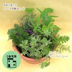  трава. драгоценнный камень коробка применение . можно выбрать 8 горшок комплект 3~3.5 номер pot рассада центр подарок возможно трава рассада можно выбрать лотерейный мешок 