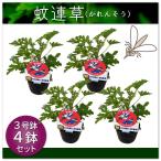 蚊連草 カレンソウ 3.5号鉢4鉢セット　虫よけハーブ  蚊が嫌う香り成分  ハーブで虫よけ　蚊よけ　 ハーブゼラニウム