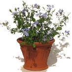 ウィッチフォード テラコッタ 植木鉢 《アイシクルポット》8号鉢相当 英国(イギリス)製 Whichford ICICLE POT