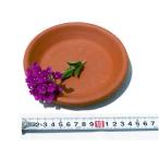  Италия. горшок тарелка *pi at ( неглазурованный фарфор * терракота. поддонник ) диаметр 15cm