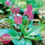 エリスロニウム