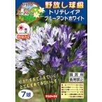 トリテレイア球根『ブルーアンドホワイト』 野放し ●絵袋7球入り● (白・紫混合) サカタのタネ ヒメアガパンサス  ブローディア ユリ科  秋植え 第四種郵便対応