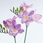 フリージア球根 ブルームーン 紫 絵袋5球入り 一重咲き タキイ種苗 切り花 秋植え 第四種郵便対応 72 Bulb Ta Freesia Bluemoon 渋谷園芸 植木鉢屋 通販 Yahoo ショッピング