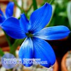 テコフィレア球根シアノクロッカス青...