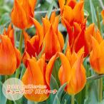 チューリップ球根バレリーナ橙色オレ...