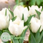 チューリップ球根ポップコーン白5球...