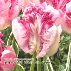 チューリップ球根シルバーパーロット...