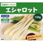 【予約・7月下旬よりお届け】野菜球根 エシャロット（約150g入） 家庭菜園・コンテナ栽培に 夏〜秋植え球根 エシャ エシャレット らっきょう 第四種郵便発送可