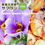 サフラン球根 球周13.5センチ大球 10球セット 夏植え秋咲き球根 スパイス エスニック 番紅花 クロッカス パープル サフランライス 第四種郵便可