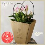 母の日フラワーギフト アンスリウム リリー LILLI 淡ピンク 希少品種 観葉ギフト 鉢植え 育て方付 ★5/8(木)〜5/11(日)母の日ウィークお届け