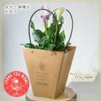 母の日フラワーギフト カラー ピカソ PICASSO 観葉ギフト 鉢植え 育て方付 ★5/8(木)〜5/11(日) 母の日ウィークお届け