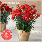 母の日フラワーギフト 13色! 変わり咲きカーネーションの鉢植え 5号鉢 バスケット入り 育て方付 ★5/8(木)〜5/11(日) 母の日ウィークお届け