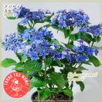 母の日フラワーギフト アジサイ 月虹 げっこう ムーンボウ 希少品種 鉢植え 育て方付 ★5/8(木)〜5/11(日)母の日ウィーク限定お届け
