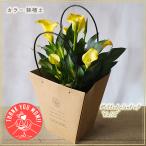 母の日フラワーギフト カラー 観葉ギフト イエロー ピンク 鉢植え 育て方付 ★5/8(木)〜5/11(日)母の日ウィークお届け