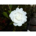 サザンカ樹高0.8m前後10.5c...