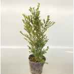  gold metsuge высота дерева 0.4m передний и задний (до и после) 15cm pot (15 шт. комплект )( бесплатная доставка ) рассада растение саженец двор 