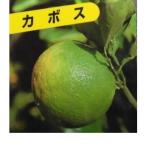 カボス樹高0.4m前後15cmポッ...