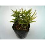 chigo The sa/ 9.0cm pot ( одиночный товар )sima The sasimadake рассада растение саженец двор почвопокровные растения 
