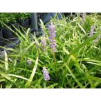 ya Blanc / 10.5cm pot (10 шт. комплект )( бесплатная доставка ) рассада растение саженец двор почвопокровные растения 