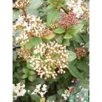 bi горелка mtins(jouryokgamazmi) высота дерева 0.3m передний и задний (до и после) 15cm pot ( одиночный товар )jouryokgamazmi рассада растение саженец двор 