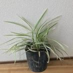 nosi Ran bita-tas/ 9.0cm pot ( одиночный товар ) рассада растение саженец двор 