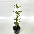  османтус высота дерева 0.4m передний и задний (до и после) 10.5cm pot (5 шт. комплект )( бесплатная доставка ) рассада растение саженец двор 
