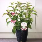 ショッピングアジサイ アジサイ クレナイ 樹高0.3m前後 13.5cmポット （20本セット）（送料無料）  苗 植木 苗木