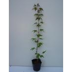 iro - momiji высота дерева 0.5m передний и задний (до и после) 10.5cm pot (50 шт. комплект )( бесплатная доставка ) рассада растение саженец двор 