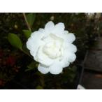 サザンカ樹高0.8m前後10.5c...