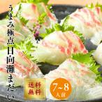  подлинный морской лещ sashimi sashimi . морской лещ sashimi примерно 700~800g 7~8 порции рефрижератор 