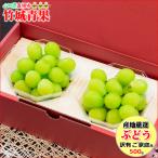 【9月上旬から順次出荷予定】産地厳選 ご家庭用 ぶどう シャインマスカット ダイヤパック(250g×2P)※日時指定はメールで※
