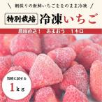 冷凍 いちご あまおう 1kg　無添加 特別栽培 贈答用 ご家庭用