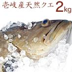 クエ さしみ 天然 壱岐 長崎 玄界灘 春クエ 夏クエ 2キロ 刺身 お造り アラ 九絵  付け 唐揚げ 鍋 クエ鍋 雑炊に 下処理代無料（水揚げあり次第発送) 【H】