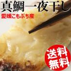 一夜干し真鯛8片約560g愛媛県宇...