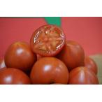 【2箱同時購入で1箱オマケ】群馬県産 ブリックスナイン 2S〜2L 約800g 送料無料