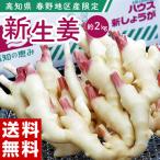 「新生姜」 高知県産 春野地区限定　しょうが 約2kg　簡易包装　※冷蔵 送料無料