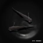 メダカ「ブラックかえる」1ペア