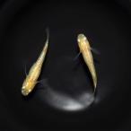 メダカ「白虹ラメ」1ペア