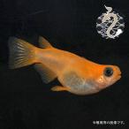 メダカ「楊貴妃パンダ」３ペア