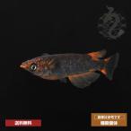 メダカ「GOD」３ペア