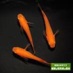 メダカ「鬼赤楊貴妃」３ペア