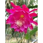 Epiphyllum hybrid *Sunny Hours* 10.5cmPOT