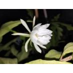Epiphyllum pumilum(. Queen of the Night ) реальный сырой АО 10.5 номер POT*. вид epi плёнка * лес .. кактус * надеты сырой кактус 