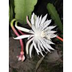 Epiphyllum cartagense RBA201. вид epi плёнка *10.5 номер POT* departure корень хороший * коллекция номер имеется k заем АО * лес .. кактус 